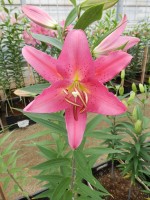 [4222 Aya Sophia No02.JPG]